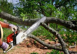 Reliable North Platte, NE Tree Services Solutions