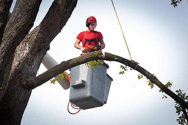 How Our Tree Care Process Works  in  North Platte, NE
